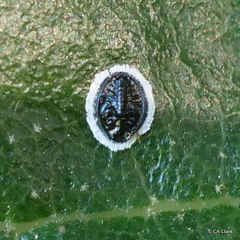 Tetraleurodes perileuca