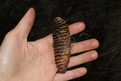 Picea chihuahuana, photograph (c) Rodolfo Maximiliano Gutiérrez-Sánchez, some rights reserved (CC BY)