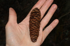 Picea chihuahuana, photograph (c) Rodolfo Maximiliano Gutiérrez-Sánchez, some rights reserved (CC BY)
