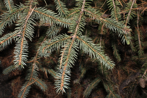 Picea chihuahuana, photograph 3