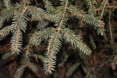 Picea chihuahuana, photograph (c) Rodolfo Maximiliano Gutiérrez-Sánchez, some rights reserved (CC BY)