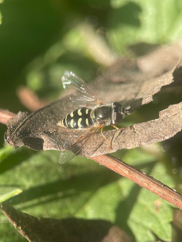 Unknown species found near Latham St, Mountain View, CA, US