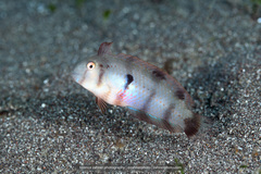 Iniistius aneitensis