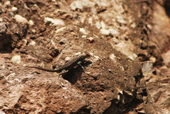 Sceloporus pyrocephalus