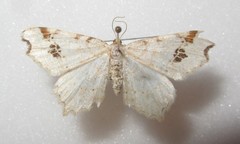 Macaria notata