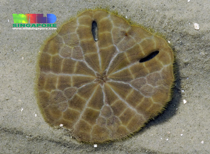 Slender Keyhole Sand Dollar