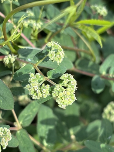 Euphorbia lasiocarpa