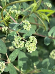 Euphorbia lasiocarpa