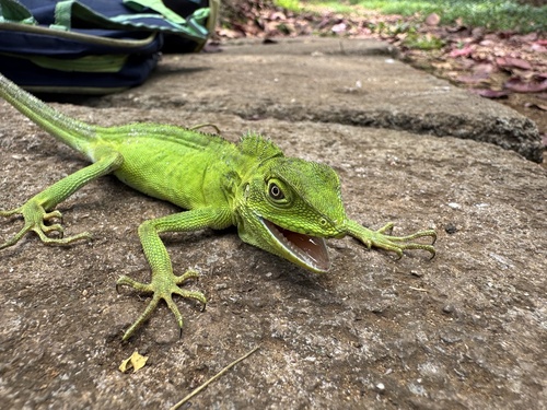 Hypsilurus macrolepis observed 2026-02-27