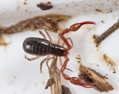 Neobisium