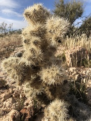 Cylindropuntia multigeniculata