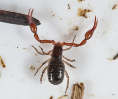 Neobisium