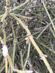 Ephedra californica