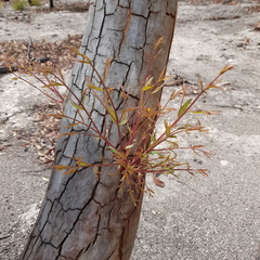 Eucalyptus mannifera