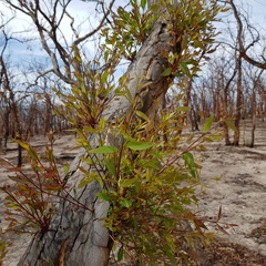 Eucalyptus mannifera