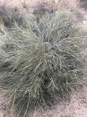 Ephedra californica