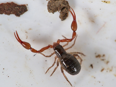 Neobisium
