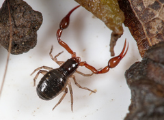 Neobisium