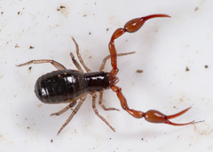 Neobisium