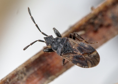 Taphropeltus contractus