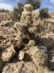 Cylindropuntia multigeniculata