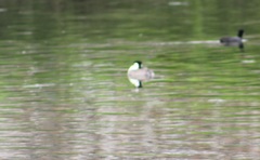 Aechmophorus occidentalis