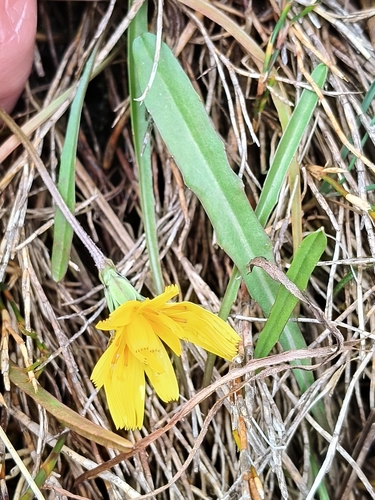 Microseris scapigera, 2026-03-10