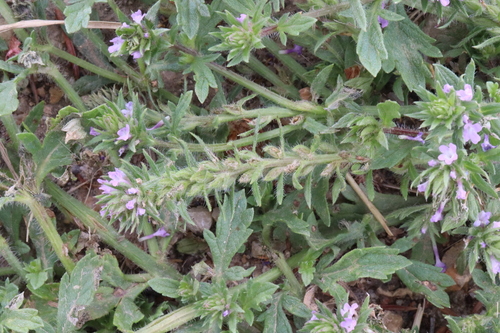 Bigbract Verbena (Verbena bracteata)