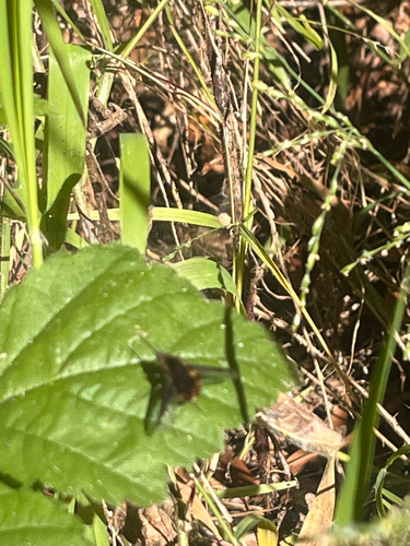 Unknown species found near Kamian Way, Aptos, CA, US