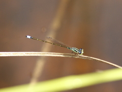 Ischnura capreolus