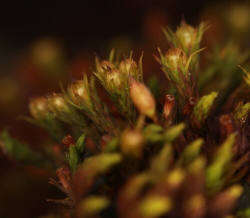 Hooded Bristle-moss (Orthotrichum cupulatum)