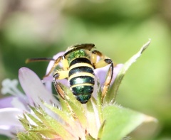 Agapostemon poeyi