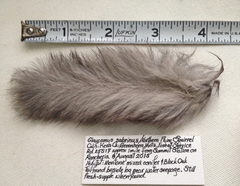 Glaucomys oregonensis