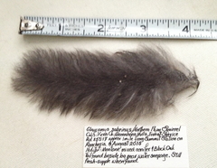 Glaucomys oregonensis