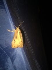 Agrotis robusta