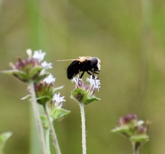 Copestylum abdominale