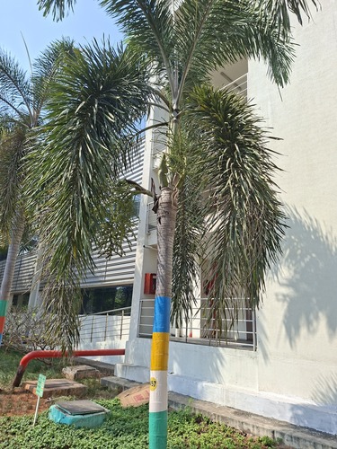 Foxtail Palm (Wodyetia bifurcata)