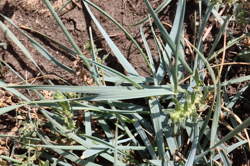 Western Wheatgrass (Elymus smithii)