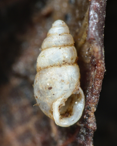 Dentate Thorn