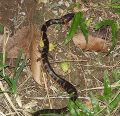 Homalopsis buccata