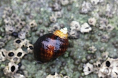Nucella ostrina