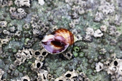 Nucella ostrina