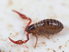 Neobisium