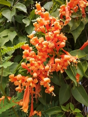 Pyrostegia