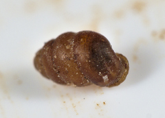 Vertigo pygmaea