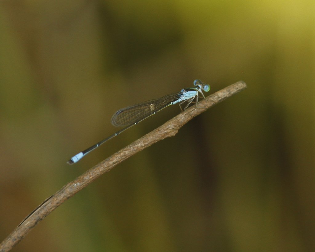 Telebasis demarara