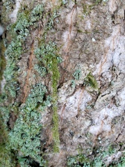 Celypha aurofasciana