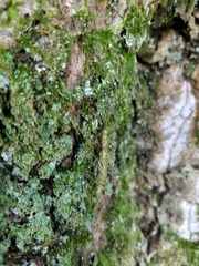 Celypha aurofasciana