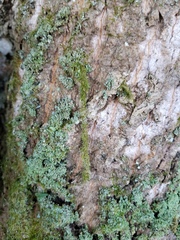 Celypha aurofasciana