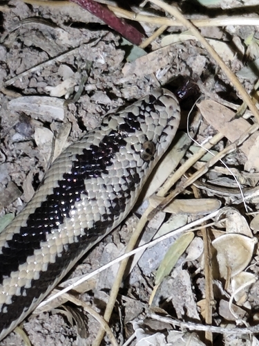 Desert Rosy Boa